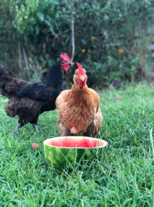 362A5CD8-F214-49E7-9154-8E6801488356